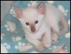 4 weeks old